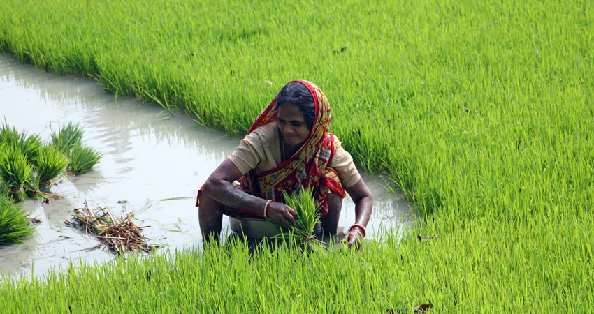 mujer agricultora cultivando campos en la India