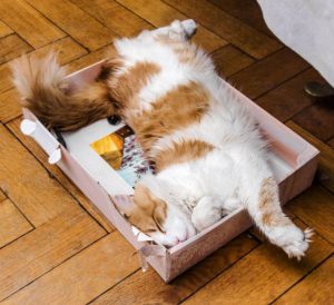 Gato tumbado en una caja de cartón