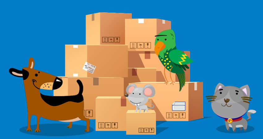 Crea Interesantes Juguetes Para Tus Mascotas Con Cajas De Carton