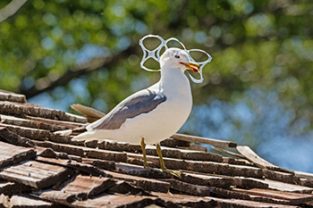 Gaviota afectada por la contaminación por plásticos en el mar